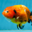 Sakura Chinese Ranchu Female 4.5-5 inches #120525RC_07