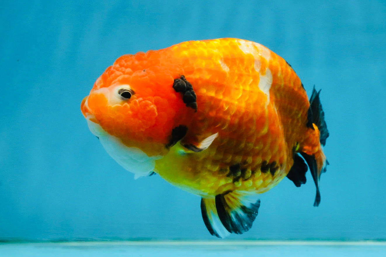 Sakura Chinese Ranchu Female 4.5-5 inches #120525RC_07