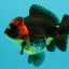 UNIQUE AAA Grade Apache Yuanbao Male 5-5.5 inches #051526YB_06
