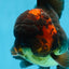 A Grade Lava Head Apache Oranda Male 6 inches #091925OR_13