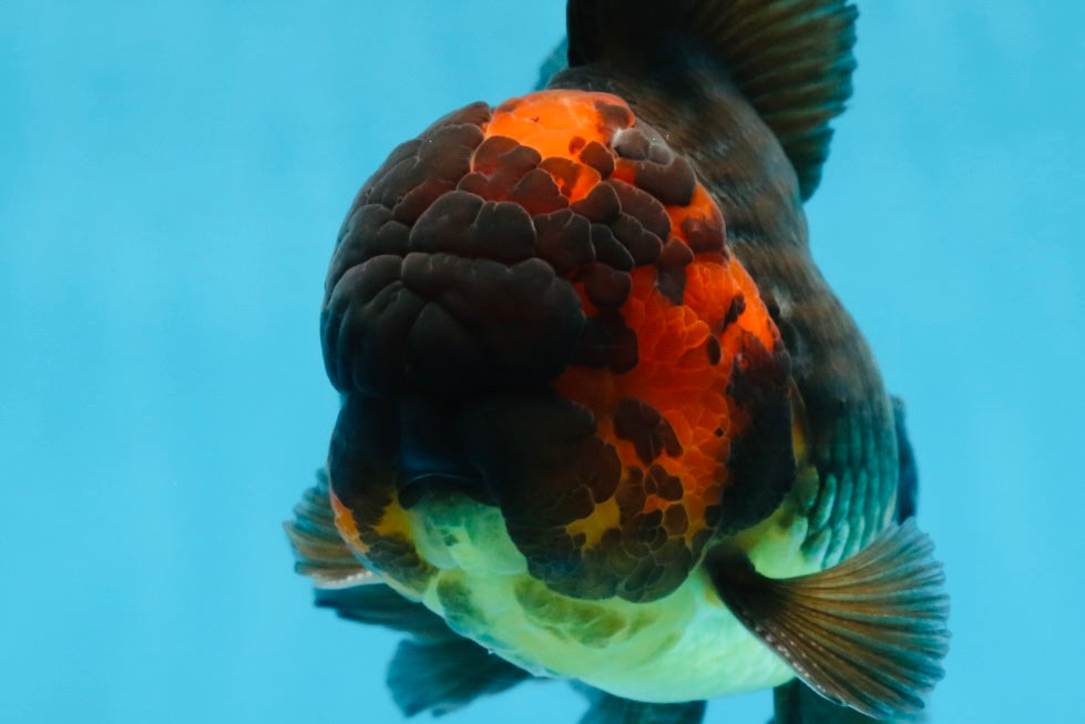 A Grade Lava Head Apache Oranda Male 6 inches #091925OR_13