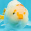 👶 Baby Orange White Duckie Unique Color Mark Lionchu Male 5 inches #0614LC_11