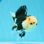 AAA Grade Bear Tricolor Oranda Male 4.5-5 inches #0503OR_13