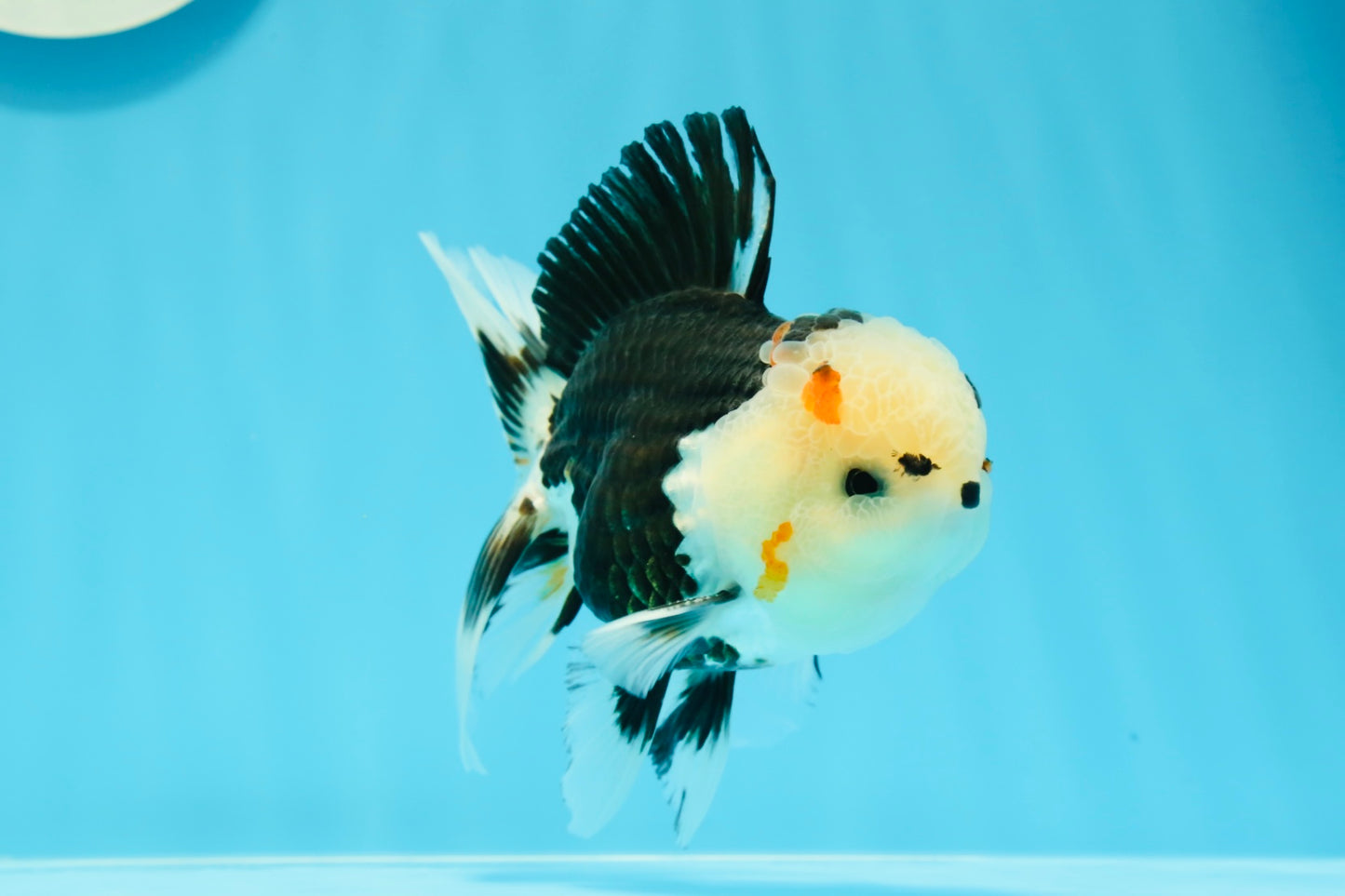 AAA Grade Bear Tricolor Oranda Male 4.5-5 inches #0503OR_13