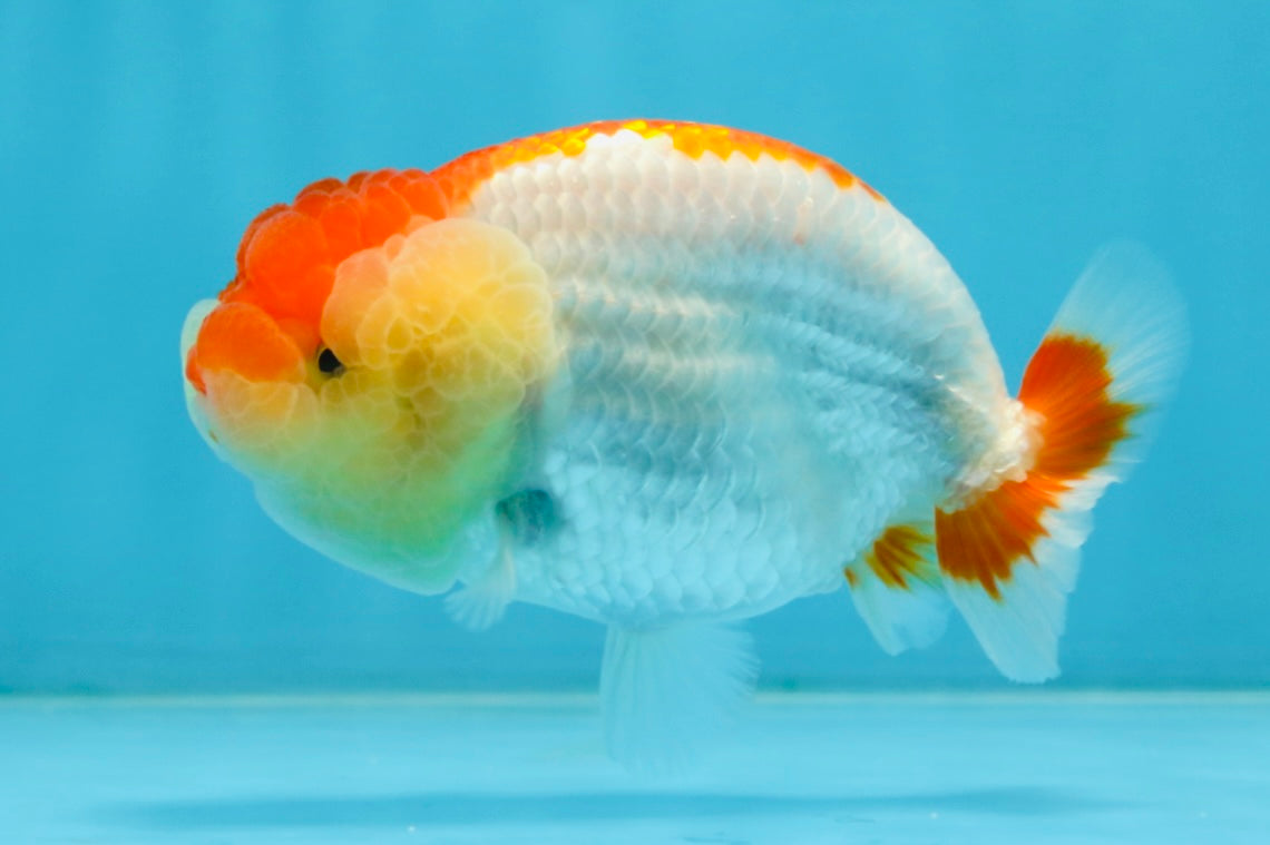 AAA Grade Young Red White LionQueen 4 inches #101025LC_01