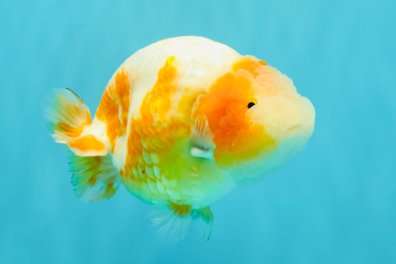 BEAUTY Sakura Chinese Ranchu Male 5-5.5 inches #032026RC_31