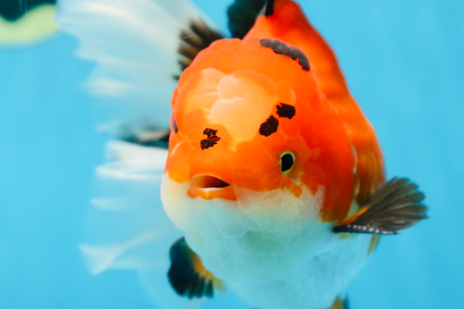 AAA Grade THICK BODY Godzilla Apache Oranda Male 6.5 inches #090525OR_07