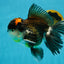 A Grade Tricolor Oranda Male 5.5 inches #120624OR_06