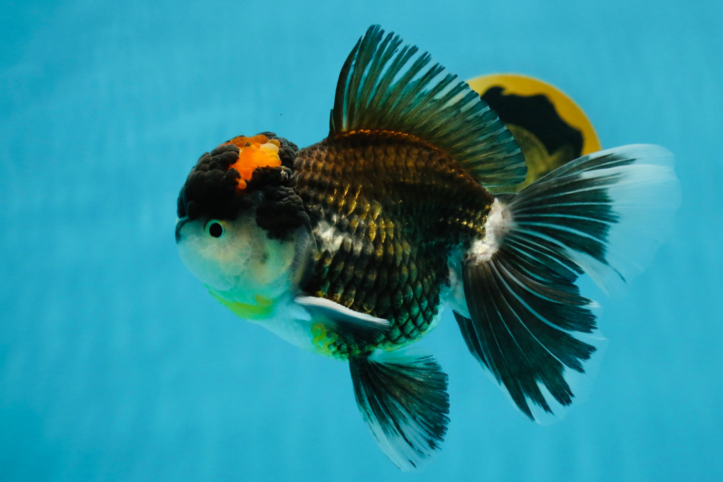 A Grade Tricolor Oranda Male 5.5 inches #120624OR_06