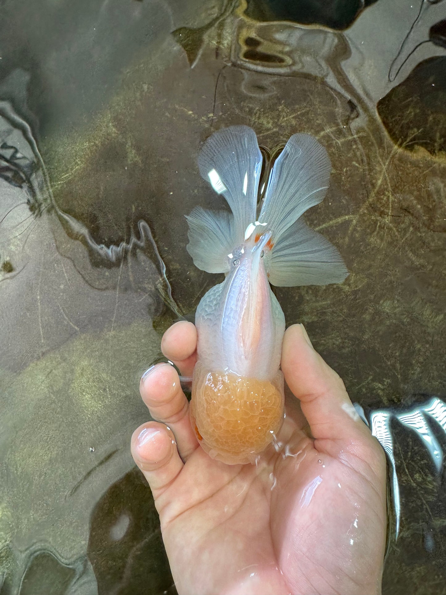 A Grade White Oranda Female 5.5 inches #062725OR_22