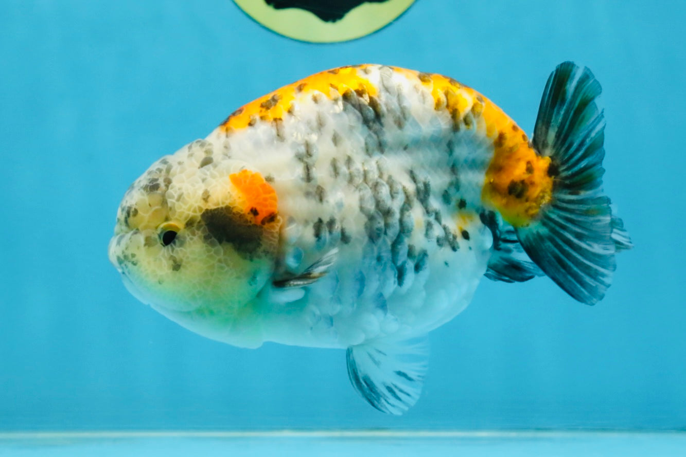 A Grade Tricolor Tiger LionKing 4.5-5 inches #112125LC_02