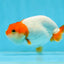 Red Head Lionchu Female 3.5-4 inches #0920LC_14