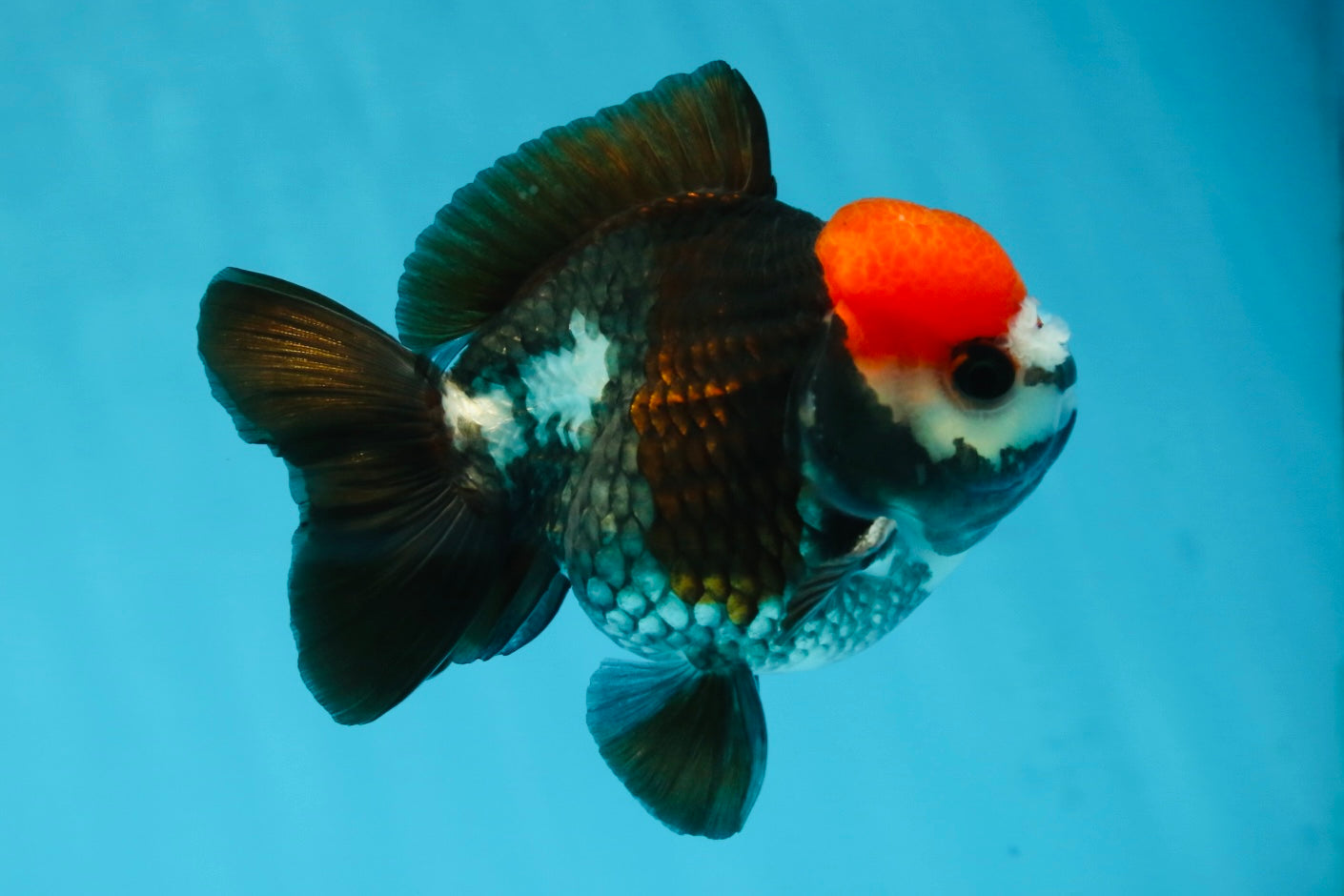 A Grade Pompom Tricolor Yuanbao Male 4 inches #052325YB_26