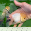 AAA Grade Lemonhead Oranda Male 5 inches #0510OR_09