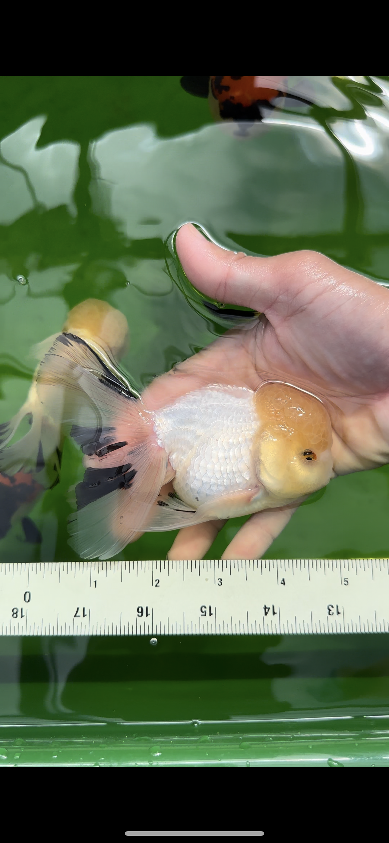 Macho oranda cabeza de limón de grado AAA de 5 pulgadas n.º 0510OR_09