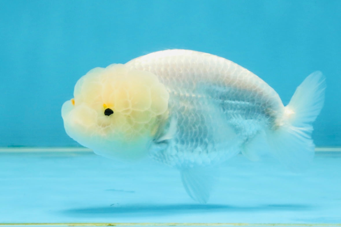 SNOW White Lionchu Female 4 inches #120525LC_11