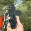 TOOTHLESS A Grade Black Oranda Female 5.5-6 inches #101626OR_15