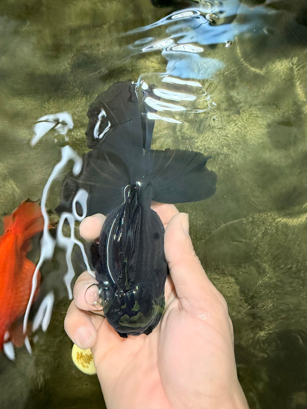 TOOTHLESS A Grade Black Oranda Female 5.5-6 inches #101626OR_15