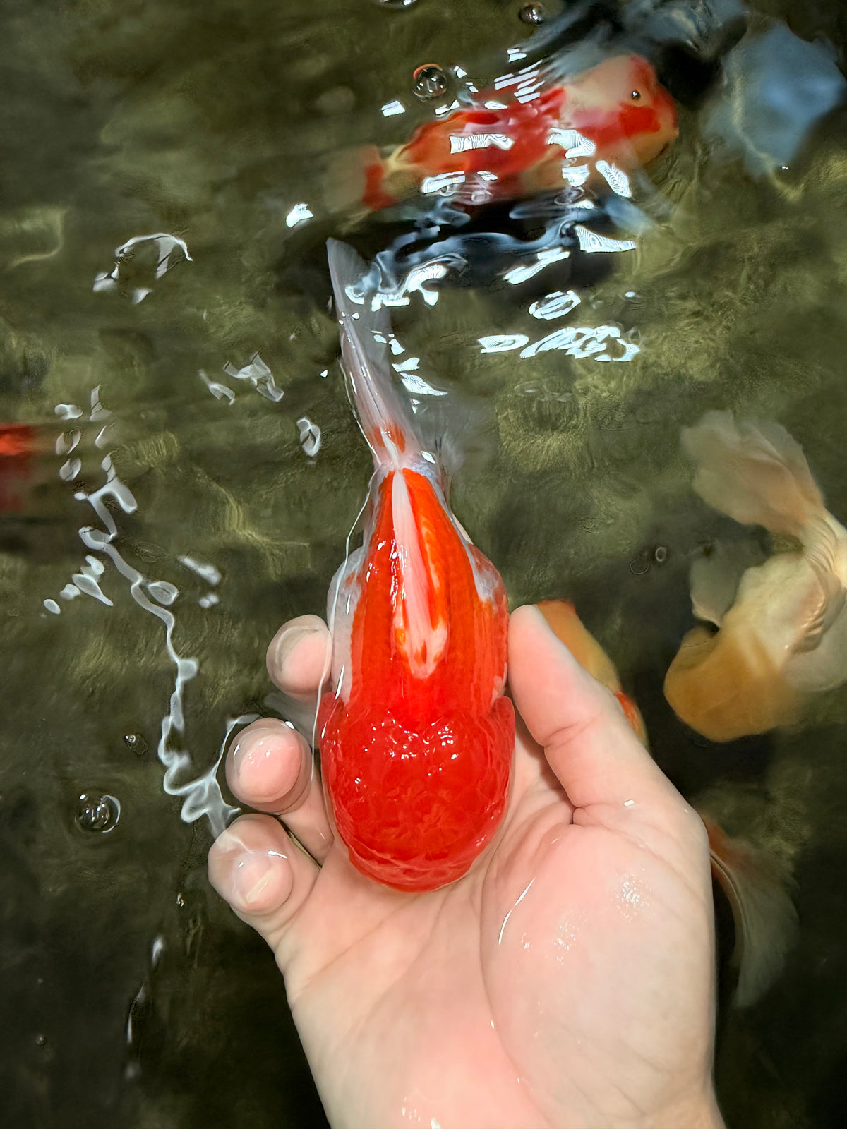 MARIO A Grade Red White Oranda Male 5.5-6 inches #101626OR_10