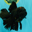 GODZILLA AAA Grade Black Lava Oranda Male 6.5-7 inches #092526OR_02