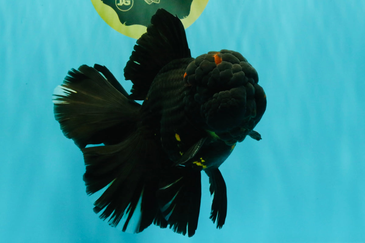 GODZILLA AAA Grade Black Lava Oranda Male 6.5-7 inches #092526OR_02