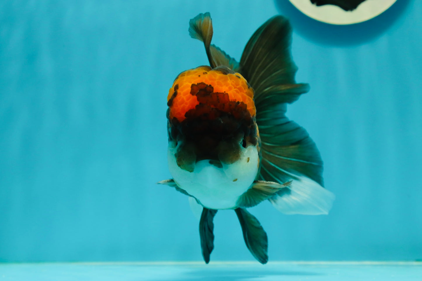 A Grade Lava Head Tricolor Oranda Male 5.5-6 inches #110124OR_18