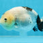 A Grade Chinese Cow Ranchu Female 4.5-5 inches #101725RC_18