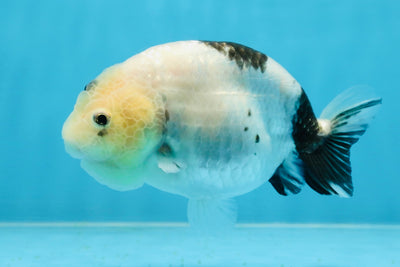 A Grade Chinese Cow Ranchu Female 4.5-5 inches #101725RC_18