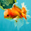 A  Grade Red White Oranda Male 5.5-6 inches #082126OR_07