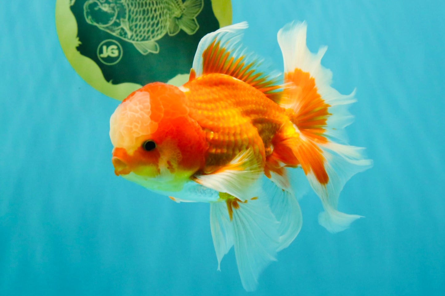 A  Grade Red White Oranda Male 5.5-6 inches #082126OR_07