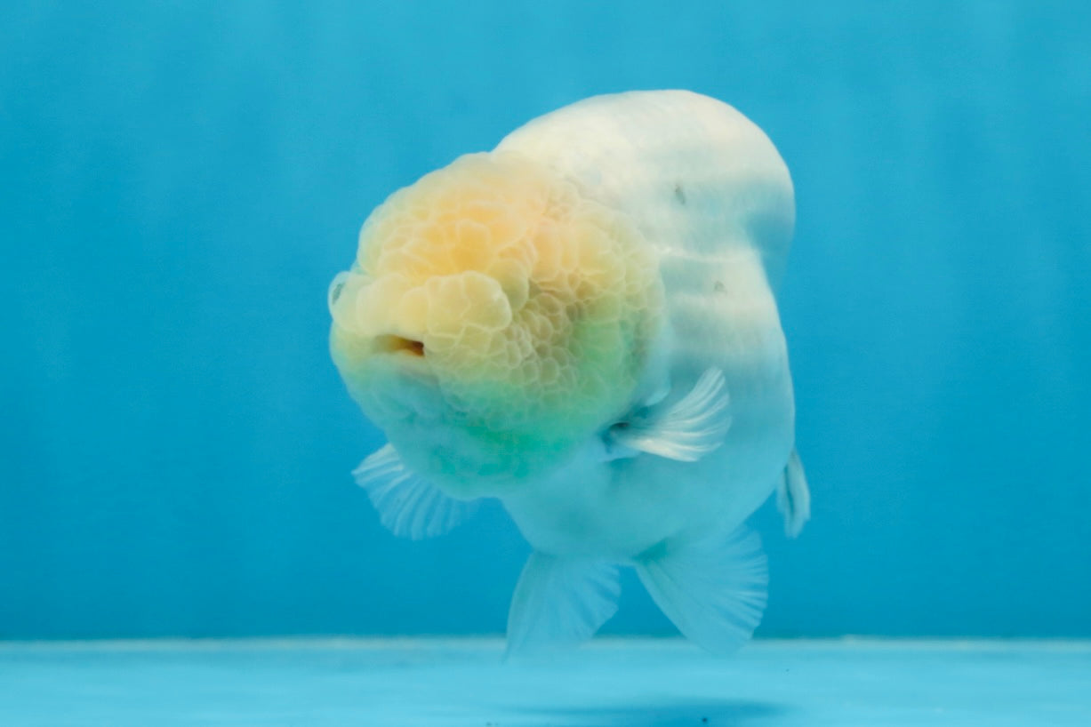 A Grade Marble LionKing Male 4.5-5 inches #070425LC_12