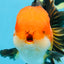 NEMO AAA Grade Apache Oranda Male 6.5 inches  #082225OR_09