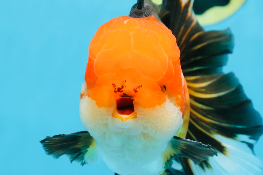 NEMO AAA Grade Apache Oranda Male 6.5 inches  #082225OR_09