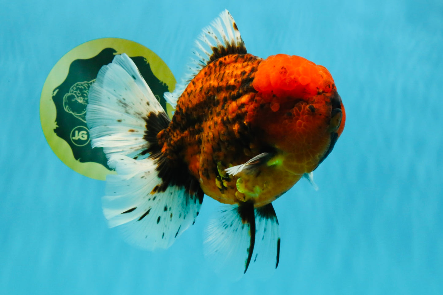 CHONKY AAA Grade Tiger Oranda Male 6.5 inches #022026OR_08