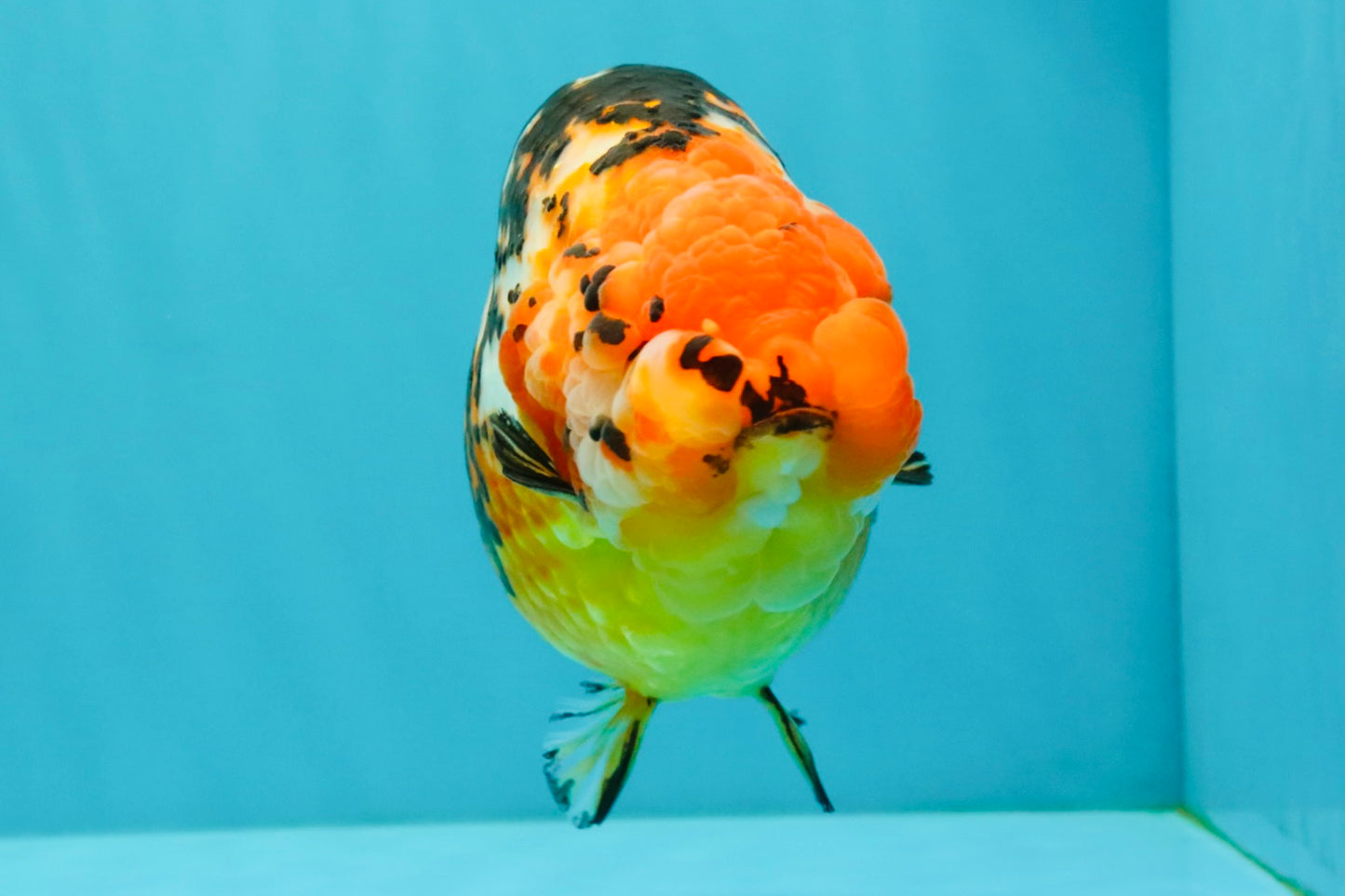 Jumbo Tricolor Chinese Ranchu Female 6.5 inches #032026RC_28