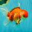 A Grade Red White Oranda Male 6 inches #081426OR_11