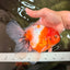 A Grade Sakura Oranda Male 6.5 inches #082126OR_13