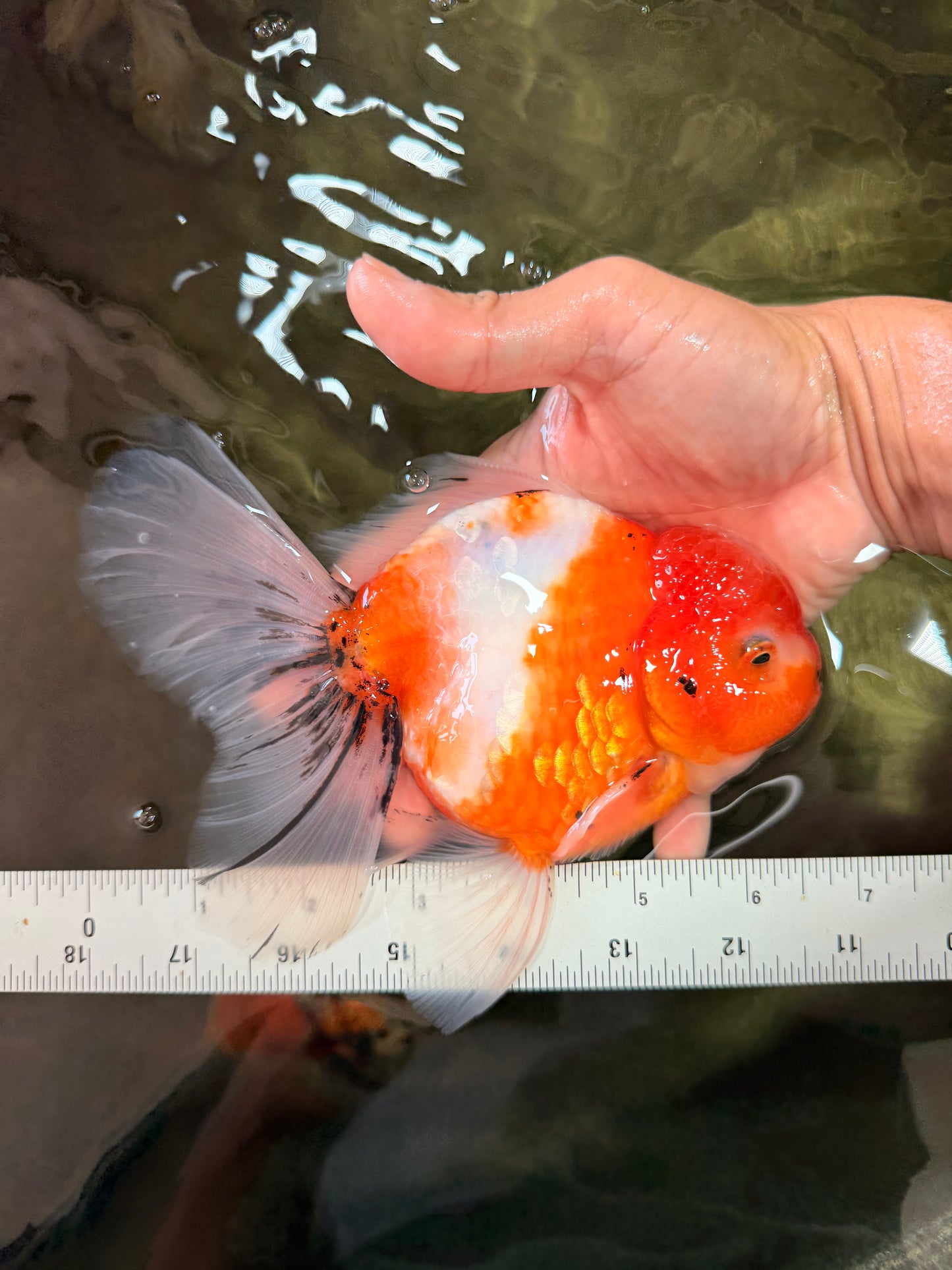 A Grade Sakura Oranda Male 6.5 inches #082126OR_13