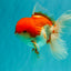 A Grade Red White Oranda Male 5.5 inches #102326OR_17