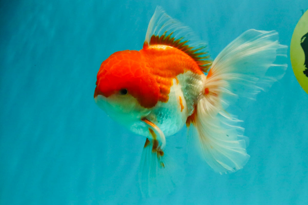 A Grade Red White Oranda Male 5.5 inches #102326OR_17