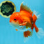 AAA Grade BEAUTY Red White Oranda Male 6 inches #082925OR_16