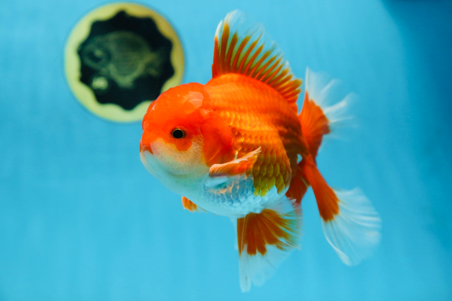 AAA Grade BEAUTY Red White Oranda Male 6 inches #082925OR_16