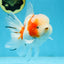 LOVELY A Grade Sakura Oranda Female 5.5 inches #102425OR_23