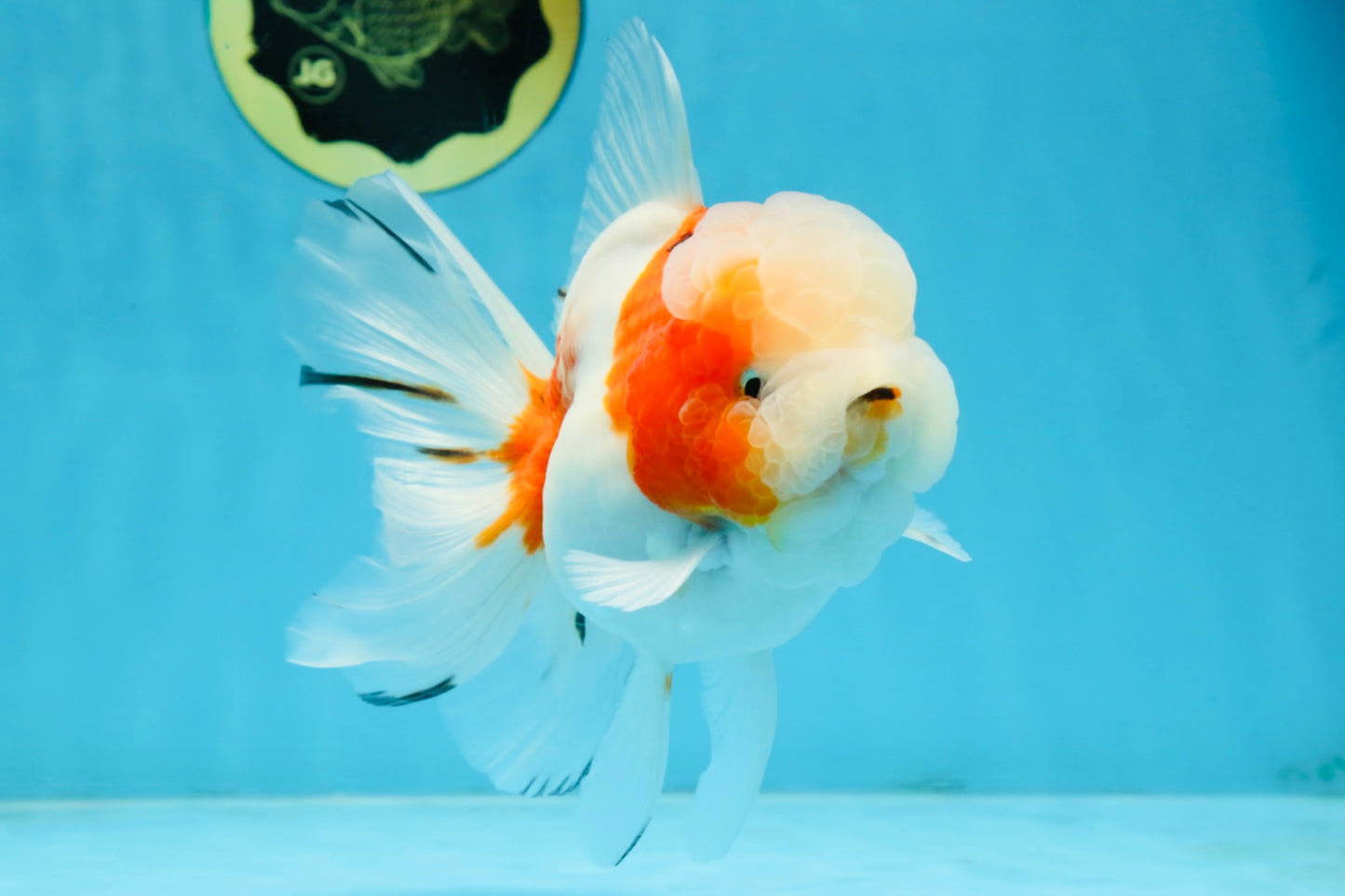 LOVELY A Grade Sakura Oranda Female 5.5 inches #102425OR_23