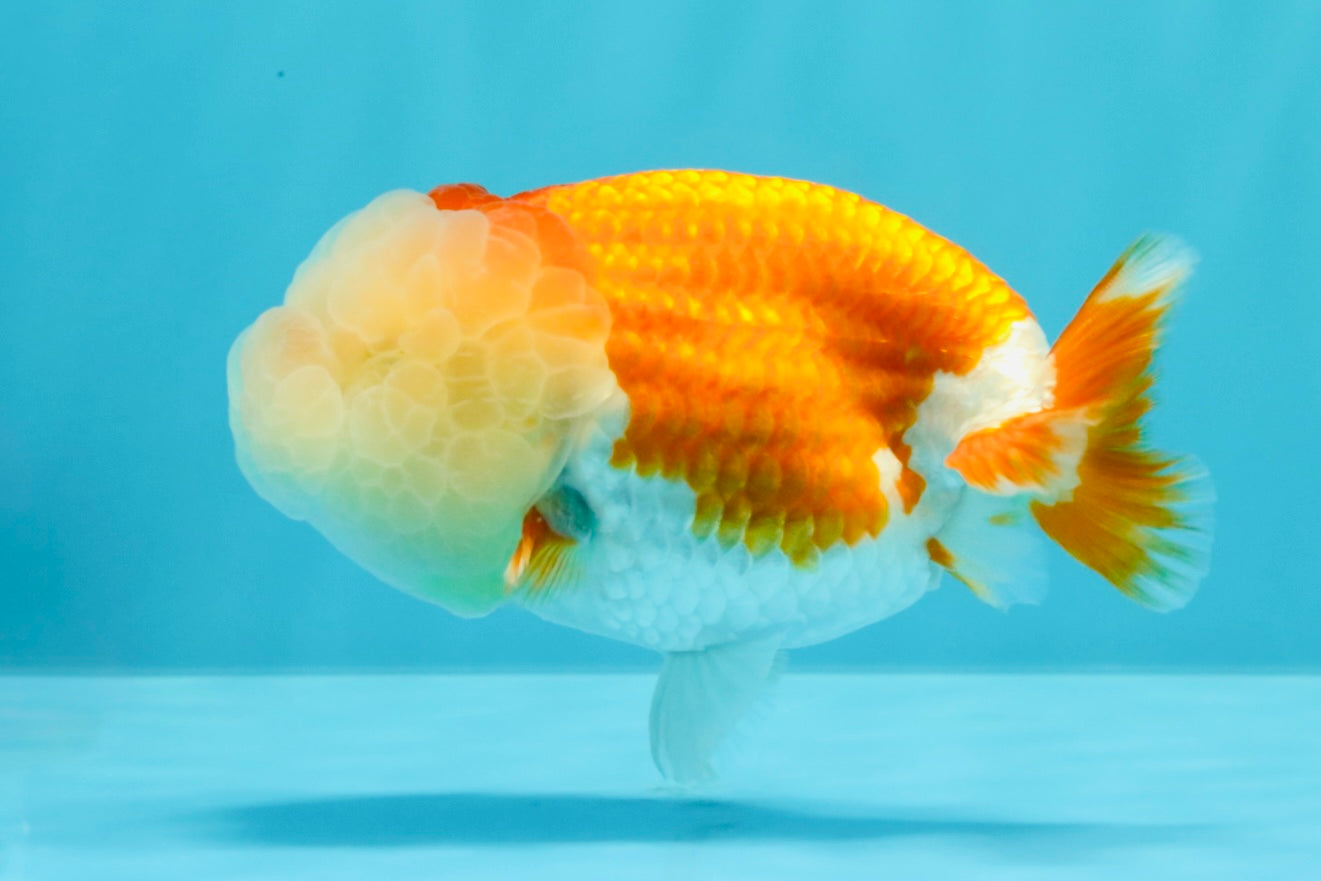 A Grade Red White LionQueen 4.5 inches #030626LC_03