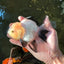 A Grade Fluffy Wen Panda Oranda Female 5-5.5 inches #110824OR_03