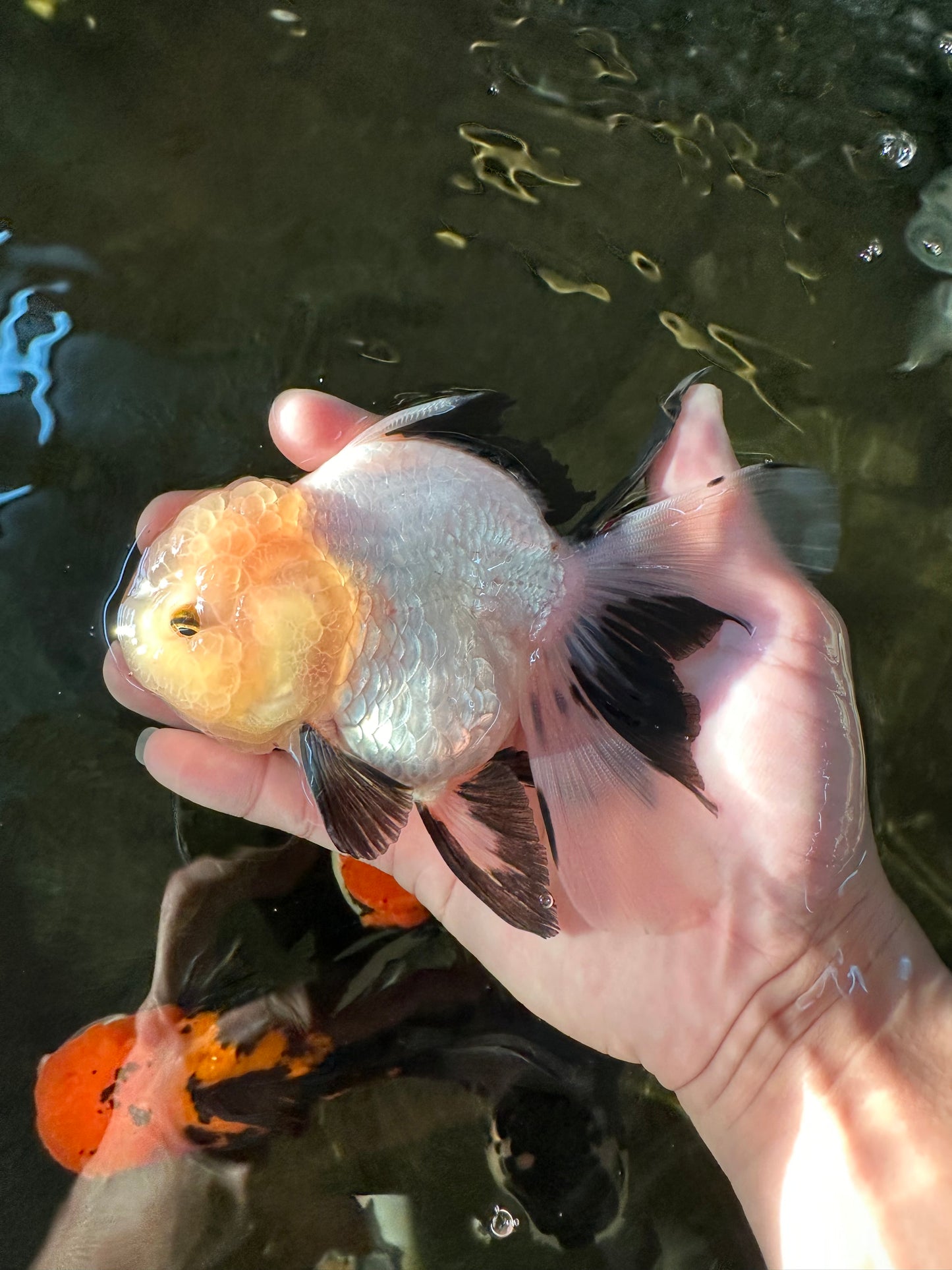 A Grade Fluffy Wen Panda Oranda Female 5-5.5 inches #110824OR_03