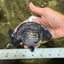 CHUBBY AAA Grade Platinum Black Blue Ranchu Male 5 inches #062626RC_09