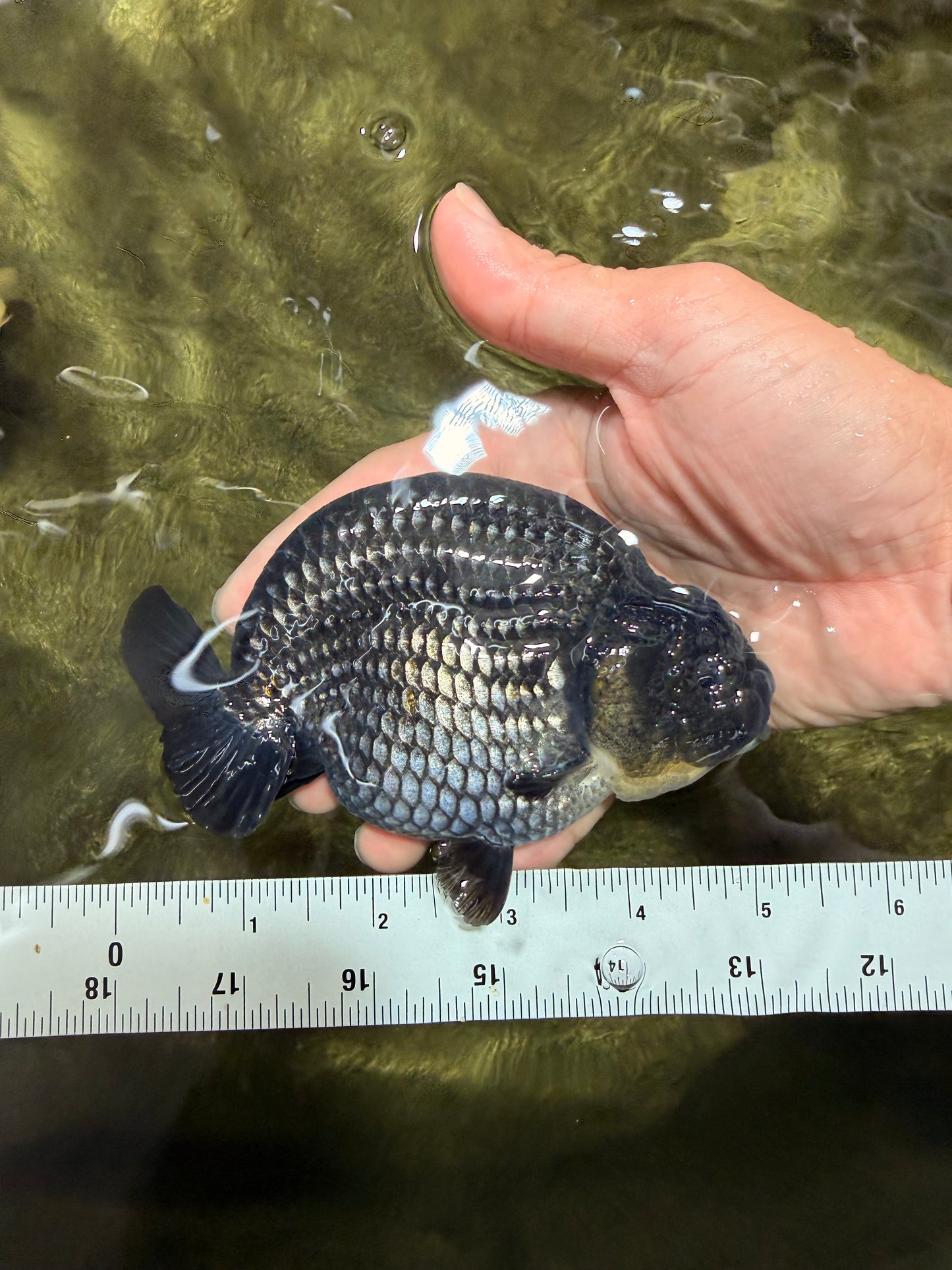 CHUBBY AAA Grade Platinum Black Blue Ranchu Male 5 inches #062626RC_09