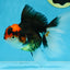 A Grade Tricolor Oranda Female 5.5-6 inches #100325OR_18